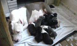 Here we have 9 pups... 2 Tri males, 2 blue males 1 brindle male, 1 black female (sold), 1 blue and white female, 2 black and white females.... The father is pure gotty line (mostly gdawgs scarface), and the mother is mostly razors edge. She has samurai