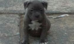 Devils den wolverine direct son + viper granddaughter
ABKC American bully pups born 4/10/14. All ready for new homes. Dewormed & all received first shots. All pups being paper trained & on dry dog food contact via email or call 516-724-2161 if