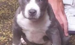 3 mouths pocket bully for sale 1000 or obo abkc reg shots dewormed .. Boy is short he blue and white with gotty ticks on face and legs ready to go call 314 bullies at 1 585 309 0575