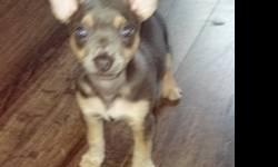 I have three pups left all have a crazy ped... I got a 3 pups left with bone head girth no muzzle micro freaks For Sale