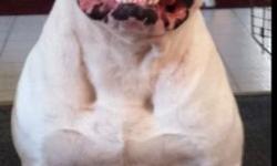 8 American bulldog 6 males 2 females ready for the best friend to pick them up!