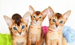 Two female Abyssinian kittens!!!
10 weeks old.
Rudy color.