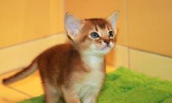 We are small Abyssinian cats cattery. We raise Purebreed Abyssinian kittens according CFA standards. We raise our kittens cageless and feed them premium class food. The kitten go to the new home with health guarantee, first shot and deworming. We have