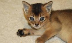 Pet/Show Quality Abyssinian Kittens ruddy & red, boys & girls
They are pet/show quality purebred kittens available with best of pedigrees.
All of our cats and kittens are registered with the CFA. Most importantly, our cats are healthy.
I raise high