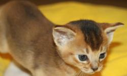 Purebreed CFA reg. Abyssinian Kittens. All of our cats and kittens are registered with the CFA. Most importantly, our cats are healthy. I raise high quality Abby according to the CFA standard. We operate in a PKD and FELV free environment. Kittens are