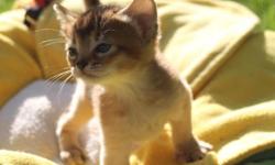 We are the small home Abyssinian cattery.
Abyssinians are a popular breed thanks in large part to their unusual intelligence and generally extroverted, playful, willful personalities.
All our cats and kittens CFA reg. They are PK and Feline Leukemia