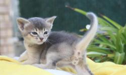 We are the small home Abyssinian cattery.
All our cats and kittens CFA reg. They are PK and Feline Leukemia negative.
We do not cage our cats.
We pay a lot of attention for the health and social development of our kittens.
Please, contact with me if you