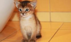 Purebreed Abyssinian Kittens ruddy and red.
They are purebred kittens available with best of pedigrees. All of our cats and kittens are registered with the CFA. Most importantly, our cats are healthy. I raise high quality Abby according to the CFA