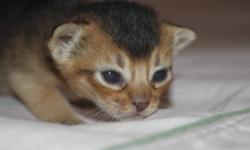 Abyssinian Kittens 2 ruddy girls, 1 rudy boys. They are pet/show quality purebred kittens available with best of pedigrees. All of our cats and kittens are registered with the CFA. Most importantly, our cats are healthy. I raise high quality Abby