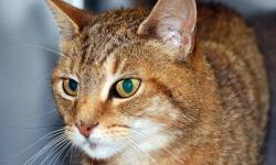 Abyssinian - Ritzi - Medium - Adult - Female - Cat
Ritzi loves to play and is sweet and intelligent but very shy. Do you have room in your heart and home for her? Please call Joan at 718 671-1695 for more information about this wonderful cat.