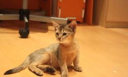 I am a breeder of Abyssinian cats, all my cats and kittens re CFA reg. We have one purebreed rudy kitten girl available. She is very lovely, playfull and sometimes shy girl. She likes to purring very loud, sleep with me, and play with my kids. Please,