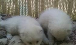 Adorable American Eskimo Pups, ACA registered vet check and all shots will be up to date. Ready for their new home July 24th, 3 males avail.