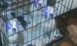 English Bulldog puppies for sale.There are 2 males and 1female.Born. 6/03/13.They are ACA bloodline papers.There are pics of the mom witch she is brindle and the dad is the all white one.If ur intrested u can call me or text me on this number