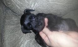 ACA/CKC registered mini schnauzer puppies ready to go. First shot and wormings. Blacks and salt and peppers males and females. First grooming. Call or text for pictures. 607-621-6056