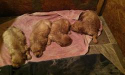 We had 4 beautiful Golden Retriever Pups . They are 7 weeks old. 3 boys ($550) 1 girl ($600). We own both parents that are light goldens.They will be Vet checked, first shots,wormed. They will also have papers ACA. Deposit to hold until after Vet visit.1