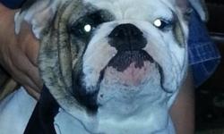 English Bulldog,11 months and a half almost a year old for sale.Has all the shots including rabies shots.With ACA bloodline papers proof that his a pure breed.This dog is very special, he looks like Marine Corp mascot for sale now for $900.The father is