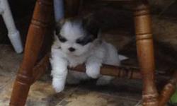 Male Shih Tzu Puppy. ACA Registration, DewClaws Removed, Will be Vet Checked, Health Certificate, First Shots and Worming. Also included is puppy kit, with Starter Food. Raised Underfoot, Well Socialized with other dogs, cats and kids! Parents on