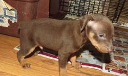 3 male chocolate/tan Mini Pinscher puppies. Ready to go Oct. 28th.
Will have 1st set of shots, worming and vet check. Can be registered American Canine Association. Mom is choc/tan, dad is black/tan and has champion bloodlines. Both parents are on