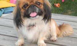 PEKINGESE PUPPIES, Expected litter due 11/18/12, (and she is getting big). Taking names for my waiting list. They will be ACA Registration, DewClaws Removed, Will have Vet Check, Health Certificate, First Shots and Worming. Also included is puppy kit,