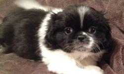 4 Males and 1 Female Pekingese Puppies. ACA Registration, 4 Generation Pedigree, Vet Checked, Health Certificate, First Shots and series of De-Worming. Also included is puppy kit, with Starter Food. Raised Underfoot, Well Socialized with other dogs, cats