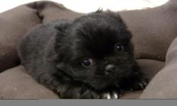Pekingese Puppies available 3 Males and 1 Female available. Pups come with ACA Registration, 3 generation pedigree, They will be Vet Checked, with Health Certificate, will come with First Set of Shots and series of de-Worming. Also included is puppy kit,