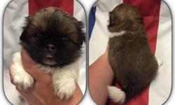 Purebred Pekingese Puppies available for deposit, Ready to go home on 8/20/16. 3 females/1 Male. Come with ACA registration, Vet check with health certificate, first set of shots and series of deworming. If interested please message me or go to my page: