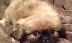 2 Male Pekingese Puppies left. Will stay on the smaller side. ACA Registration, 4 Generation Pedigree, Vet Checked, Health Certificate, First/Second/Third set of Shots and series of De-Worming. Also included is puppy kit, with Starter Food. Raised