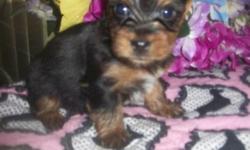 ACA Adelle gave birth on 4/15/14, she has 2 adorable tiny puppies males & I have 2 females super tiny for sale. She was bred with a teacup AKC Male. Both parents are here for you to meet. Home raised with lots of love & attention. The puppies are charting