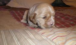There are 4 female Cocker Spaniel puppies for sale born on February 19, 2013. One puppy is all black, one is silver (white), one is buff (tan), and one is black and white parti. Puppies will be 8 weeks on April 16, which is when they should be ready to go