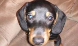 One black and tan male baby left !He is very lovable and a snuggler :) He is 11 weeks old and ready for a family to love !