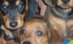 2 beautiful red male dachshund pups ready for good homes ! first shots and wormed and come pre spoiled, serious calls only please!