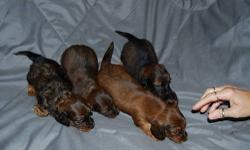 READY TO GO 11/20 4 BEAUTIFUL MINIATURE LONG HAIRED DACHSHUNDS..WILL BE VET CHECKED WITH SHOTS AND WORMED TWICE..
PIX GO..1..GROUP (quick!!)
2.BEAUTIFUL BRINDLE MALE W/LONG HAIR
3.ADORABLE RED AND BLK GIRL
4.DARLING RED AND BLACK BOY
5.GORGEOUS BLACK AND
