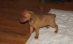 Mini Pinscher puppies for sale. 3 girls; 1 Stag red, 2 Chocolate stag reds. Price reduced to $350 cash. All of our puppies are up to date on shots and wormings and have a certificate of health from vet. These puppies are raised in our home. Tails have