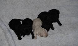 WILL BE READY TO GO 2-20-13...!FIVE ADORABLE ACA REGISTERED MINIATURE POODLE PUPPIES..THERES TWO BLACK BOYS,TWO BLACK GIRLS AND ONE WHITE GIRL..THEY'VE HAD THEIR TAILS DOCKED AND DEW CLAWS REMOVED..WILL BE VET CHECKED,HAVE THEIR SHOTS AND BE WORMED BEFORE