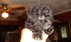 Here's 5 ACA Registered Purebred Miniature Poodle Puppies..We have three males and two females..8 weeks old.They've had their first shots and been wormed twice..Smart and healthy,they're on solid(puppy chow)food already..most are black w/small white
