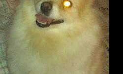 I have a Pomeranian who will be 5 yrs old on 11/18/12, Female. She is cream in color, she is fixed and up to date on rabie and parvo shot. She comes with her ACA papers. She is potty trained and a great dog.. Any other questions feel free to contact me at