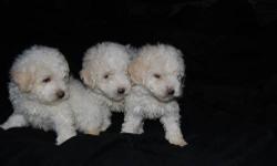 READY TODAY!...3 ACA REGISTERED PUREBRED MINIATURE POODLE PUPPIES..WE HAVE 3 BOYS LEFT!..WHITE W/APRICOT EARS..WILL BE VET CHECKED W/SHOTS AND WORMED..THEY'VE HAD THEIR TAILS DOCKED AND DEW CLAWS REMOVED..WILL GROW TO BE 10-12"TALL & 10-12 POUNDS..PLEASE