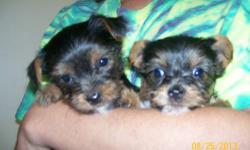 I HAVE TWO TOY YORKIE PUPS LEFT, ONE FEMALE AND ONE MALE. THEIR MOTHER IS BLACK AND RED AND IS AROUND 4 POUNDS. THE DAD IS PARTI-COLOR (WHITE, BLUE AND TAN) AND HE IS BETWEEN FOUR AND FIVE POUNDS. THE PUPS WILL HAVE THEIR FIRST VACCINE AND WORMING BEFORE