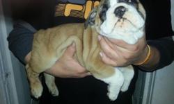 English Bulldog Puppy born 1/23/2014 asking for $1,600.You can contact me on my phone number (585)-287-0235 ask for Peter.I have mother and father.Father is registrated with AKC and Mother is registrated with ACA papersn