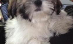 "Bandit" Male Shih Tzu Puppy15 Weeks old, ACA Registration, 4 Generation Pedigree, Vet Checked, Health Certificate, First/Second/Third set of Shots and series of de-Worming. Also included is puppy kit, with Starter Food. Raised Underfoot, Well Socialized