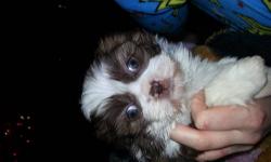 Shihtzu puppy male very neat color hes a red brindle color. Ready for christmas, very sweet first shots wormings and will be groomed up.Text or call for more info 607-621-6056