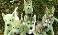 ACA Siberian Husky puppies ready to go to their new homes June 19th. Boys: white with one blue and one brown eye. Girls: black/white with blue eyes, and a silver/red/white with blue eyes. Both parents are on premises - mother is ACA, father is AKC/ACA.