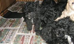 A beautiful litter of ACA reg toy poodle puppies 5 puppies black and apricot. Mom is 7 lbs dad is 6lbs will be vaccinated wormed and come with puppy pack.