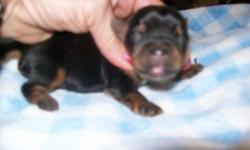 CKC Yorkie "Zoey" mated with my little AKC teacup Yorkie "Izzy" and they gave birth to 4 males & 1 female on 9/8/2014.
The males are $900, micro male 1250, female $950
Little Noel 25 oz. charting to be a 5-5&1/2 lb. adult
Trevor 9 oz. - 2/21/2 lb. adult