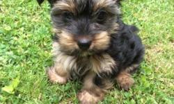 We have 2 boy Yorkshire Terrier pure bred puppies that are 10 weeks old. We are asking 875.00 each or 1650.00 for both together. They are ACA certified and have all their shots to date. We will provide papers from the vet showing their check up and what