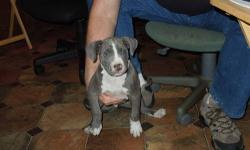 ADBA blue pitbulls. 3 males.up to date on worming,shots.born 9/9/12.
ready to go. contact for more info. call 845-687-1119.