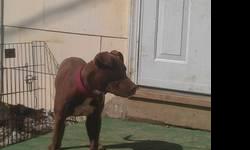 6 month old ADBA registered APBT pups are now available. Beautiful pups, 2 males, and 5 females. These pups are from a Mayday/Jeep/Bolio breeding with SEVERAL CH.'s and GR.CH's in the Pedigree. These pups are bred to perform, to accomplish anything that