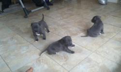 I have three 4 week old puppies that will be looking for a home end of feb. They are Adba reg. I have 2 males and 1 female. All others have a deposit and waiting on going to their new home!