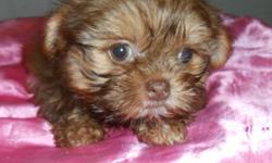 Adorable chocolate Shorkies, a mixed breed (blend of Shih Tzu and Yorkshire Terrier). What makes them "chocolate" is that their nose is a milk chocolate color instead of the traditional black. Their bodies are a lovely golden chocolate, with the male