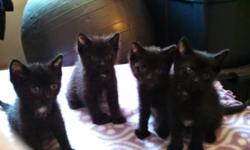 Diamonds in the Ruff out of Lockport, has 4 simply adorable kittens looking for their forever homes. They are currently 9 weeks old, and they are ready to go!
They are Gizmo, Zero, or Lucy.
http://diamondsintheruffanimalrescue.rescuegroups.org/
These